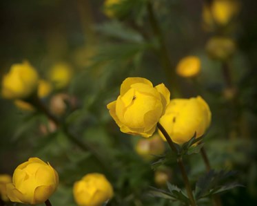 Gula blommor smörbollar
