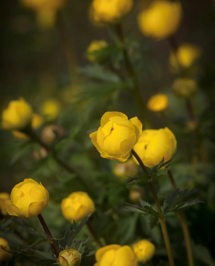Gula blommor smörbollar