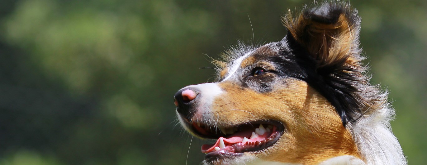 Australian shepherd huvud