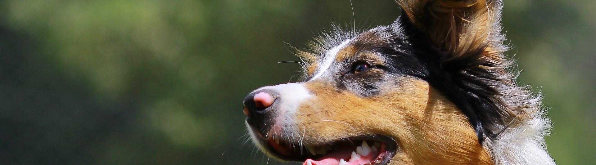 Australian shepherd huvud