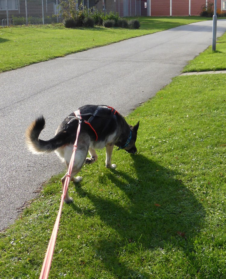 Schäfer i sele och lina spårar på gräsmatta intill cykelbana.