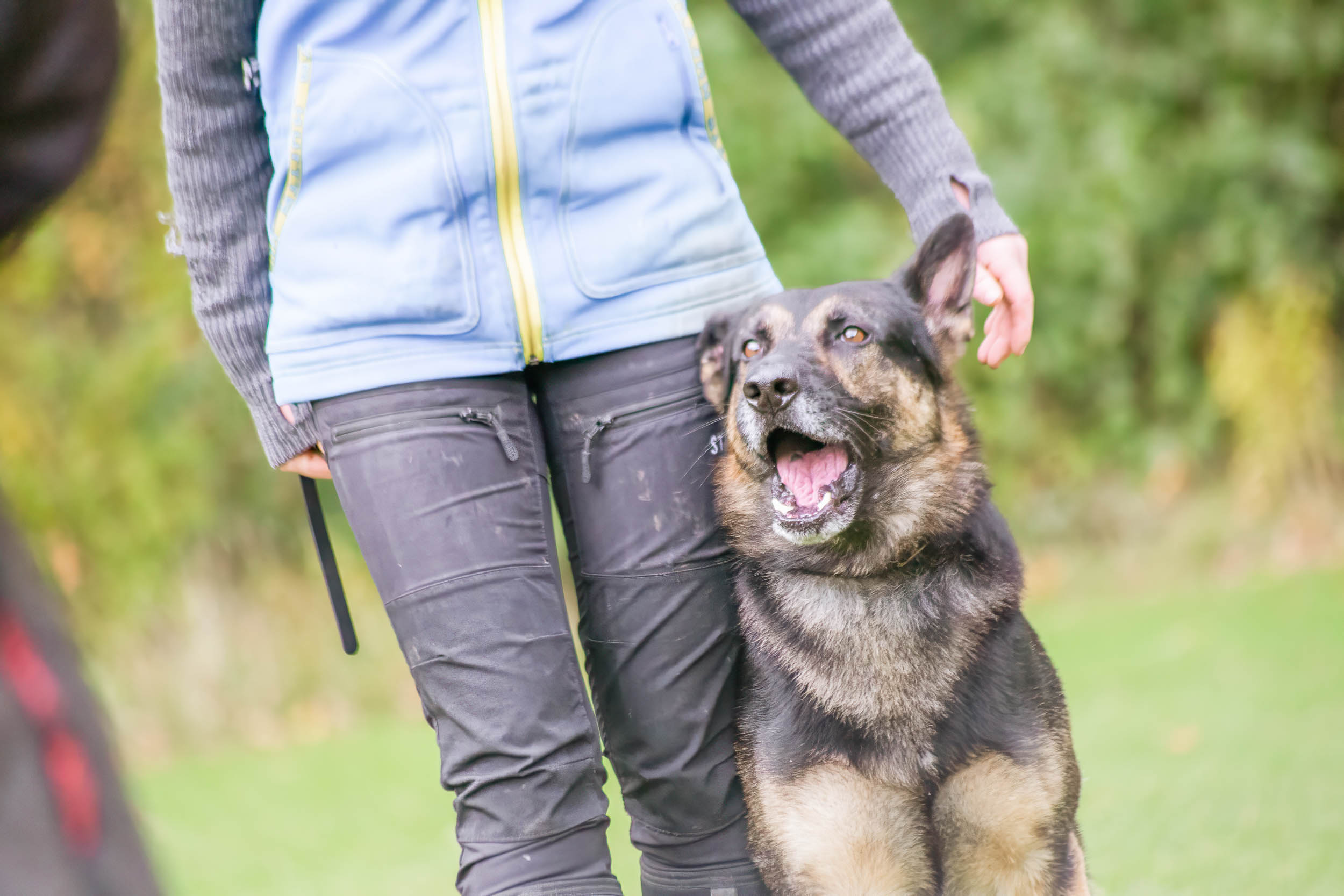 Hund går bredvid sin människa