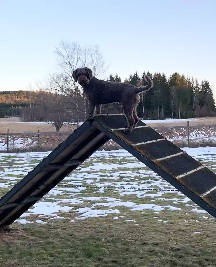 Hund som står på ett agilityhinder