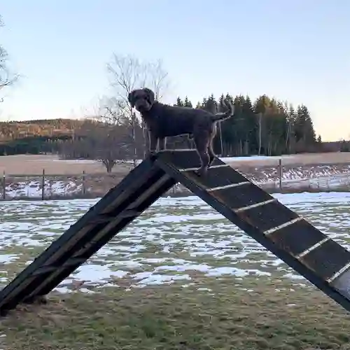 Hund som står på ett agilityhinder