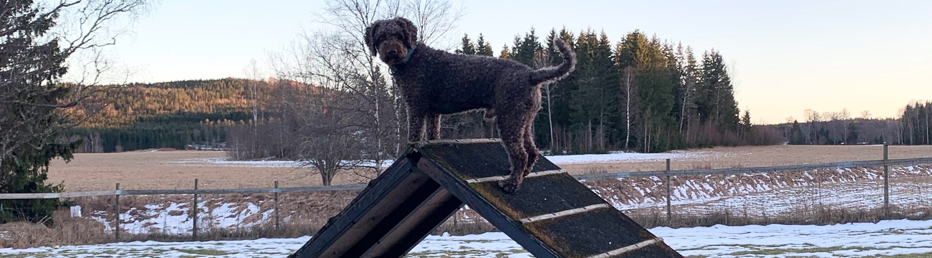 Hund som står på ett agilityhinder