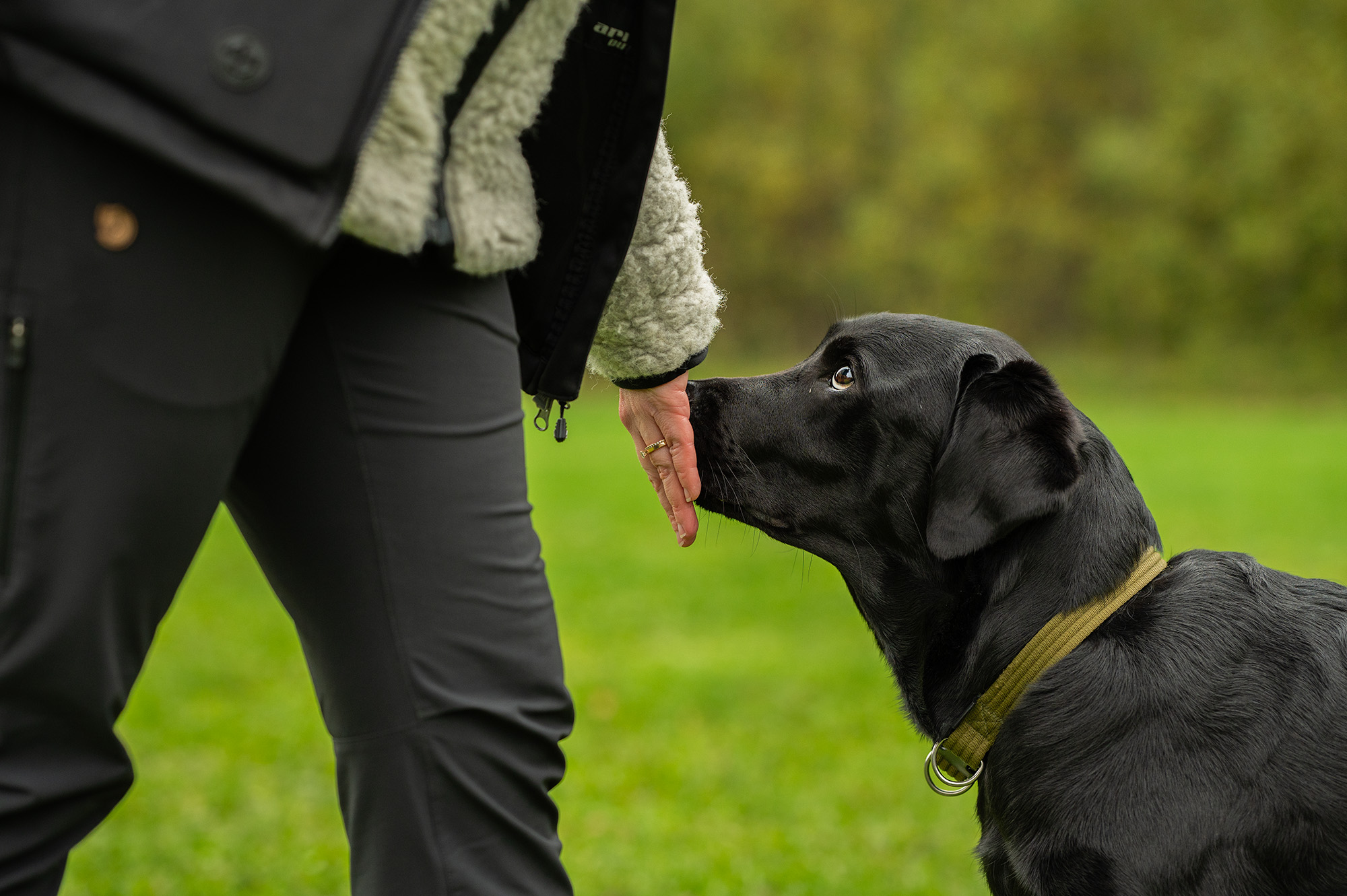 Handtarget med en labrador