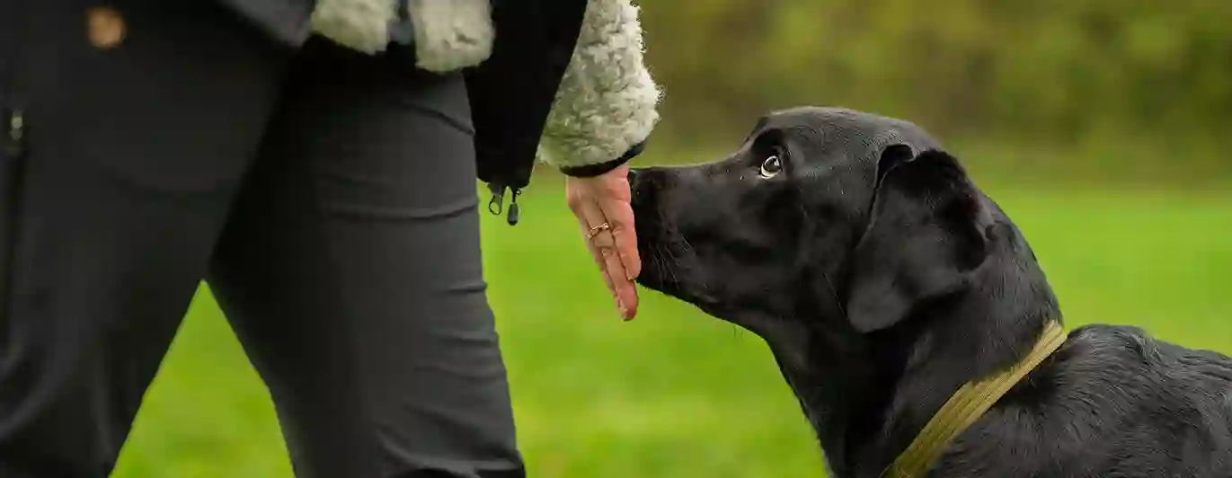 Handtarget med en labrador