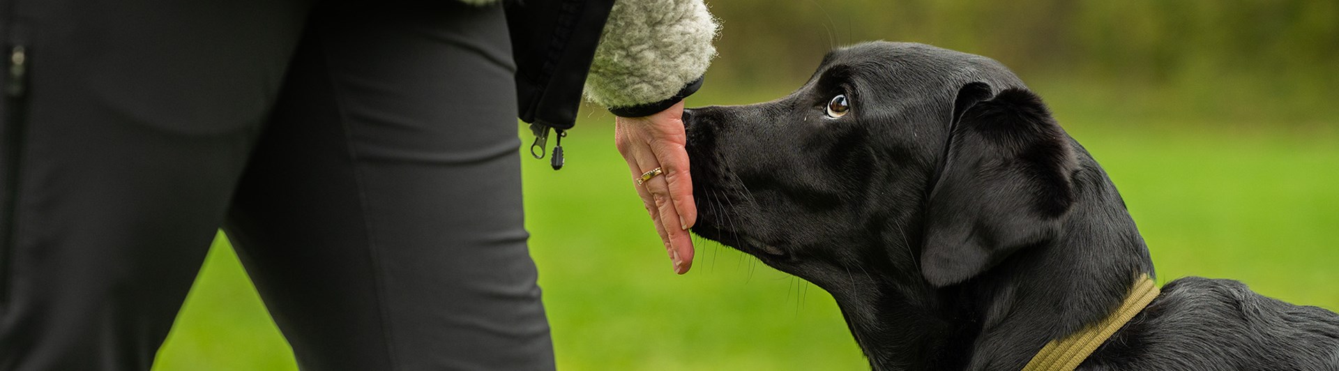 Handtarget med en labrador