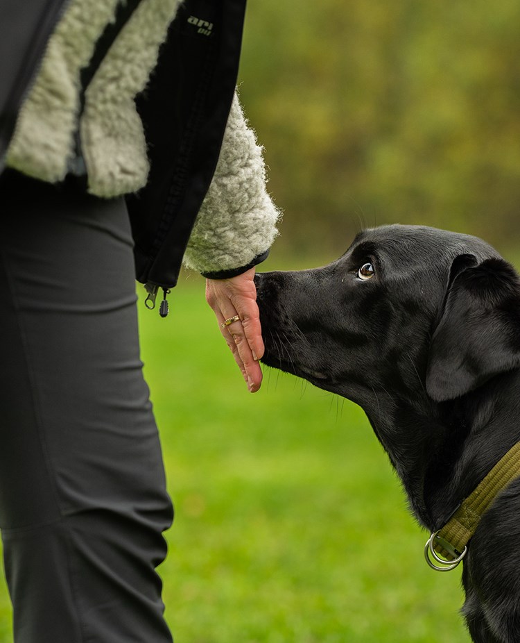 Handtarget med en labrador