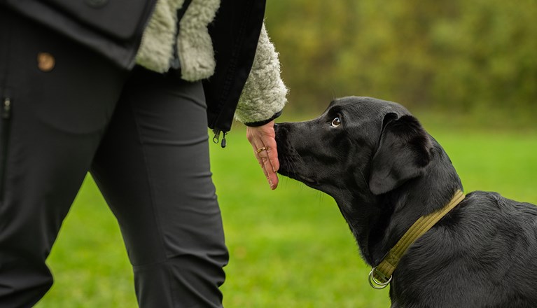 Handtarget med en labrador