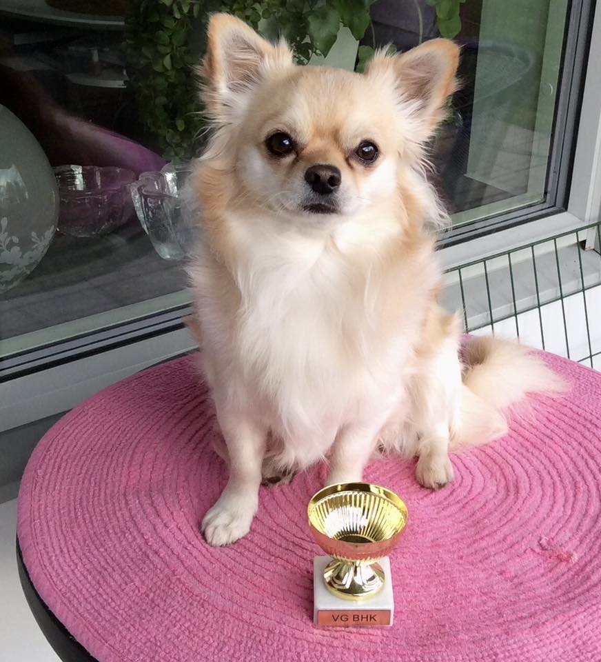 Nöjd hund som kommer hem med pokal