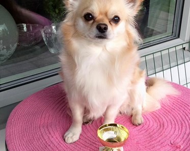 Nöjd hund som kommer hem med pokal