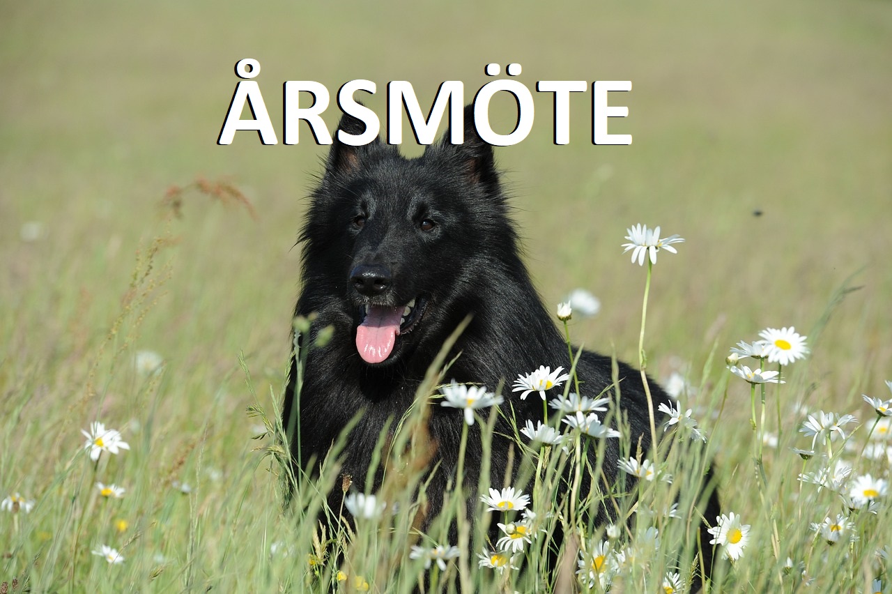 Årsmöte