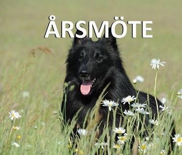 Årsmöte