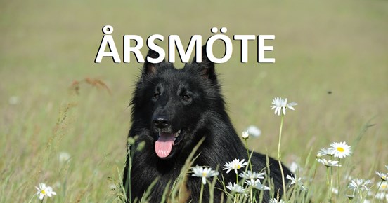 Årsmöte
