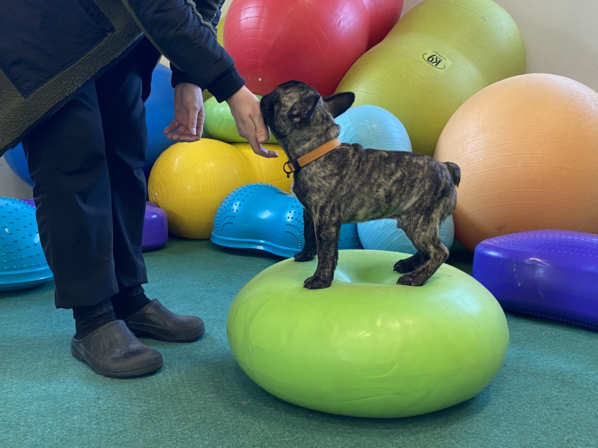 Fransk bulldog på balansboll