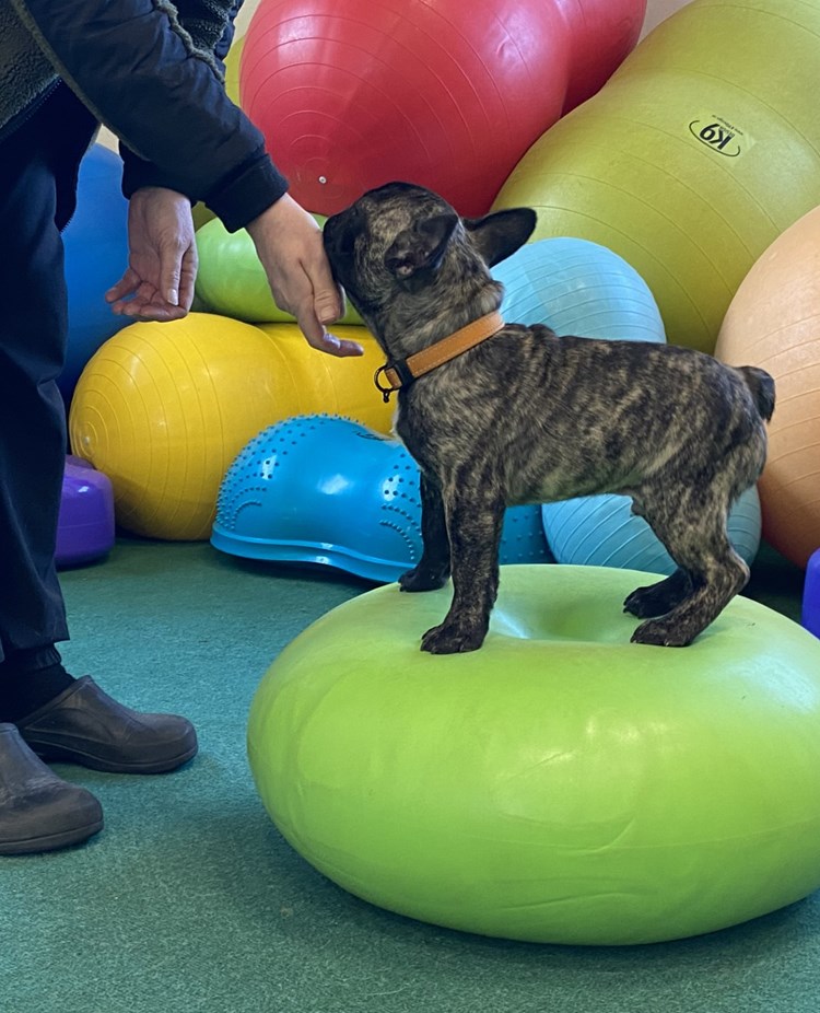 Fransk bulldog på balansboll