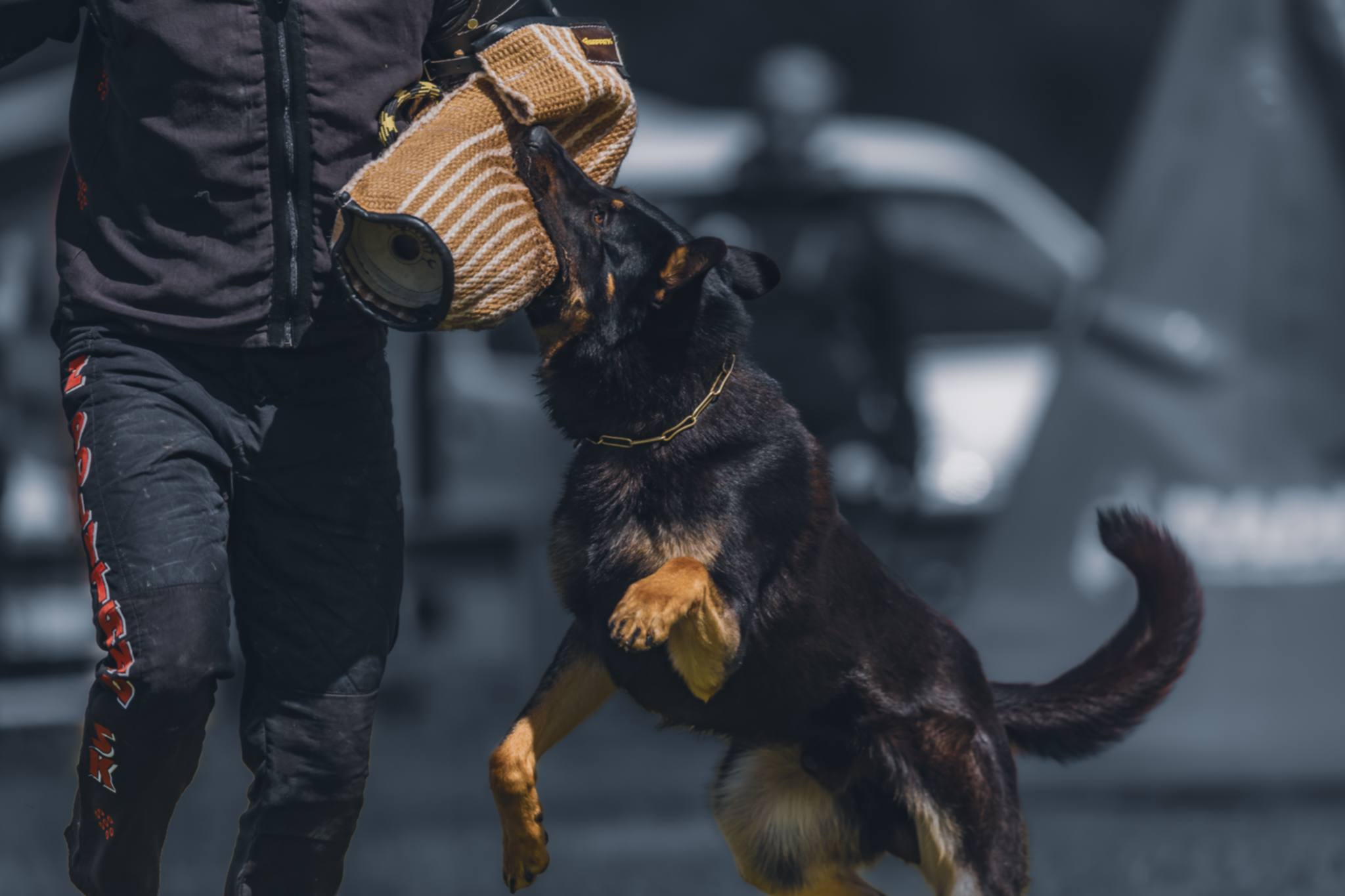 En bild på en mörk schäfer som tränar IGP och biter i figurantens ärm