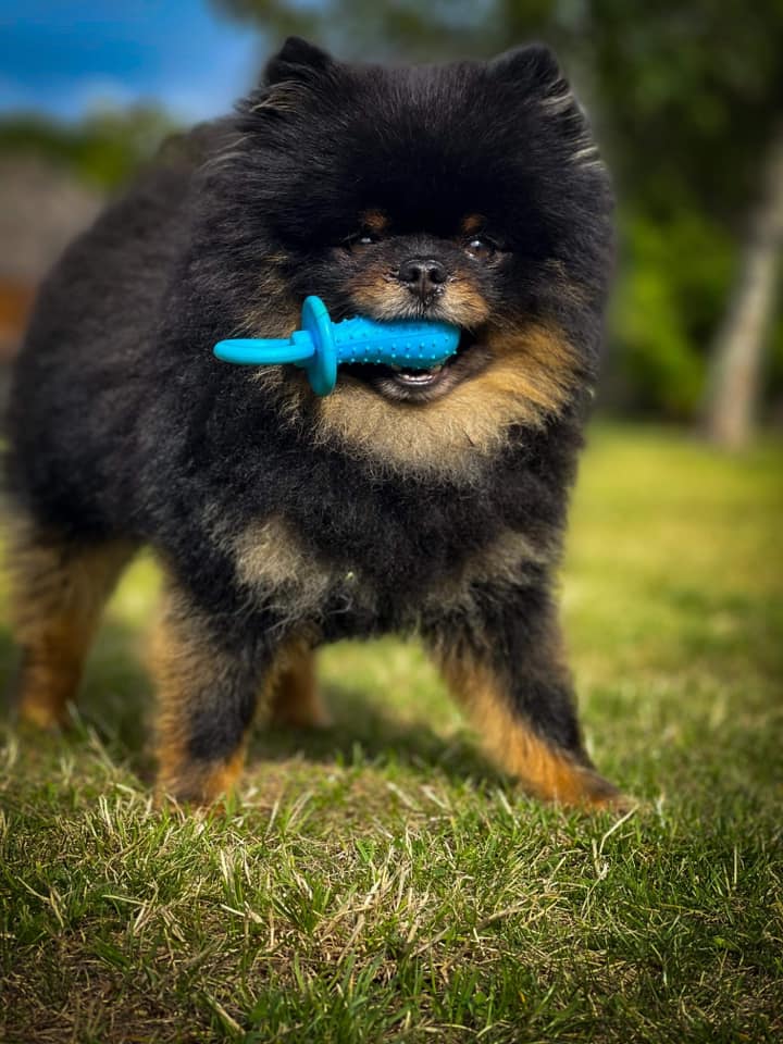 Liten hund med blå leksaksnapp i munnen