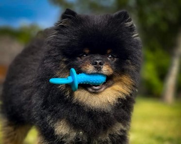 Liten hund med blå leksaksnapp i munnen