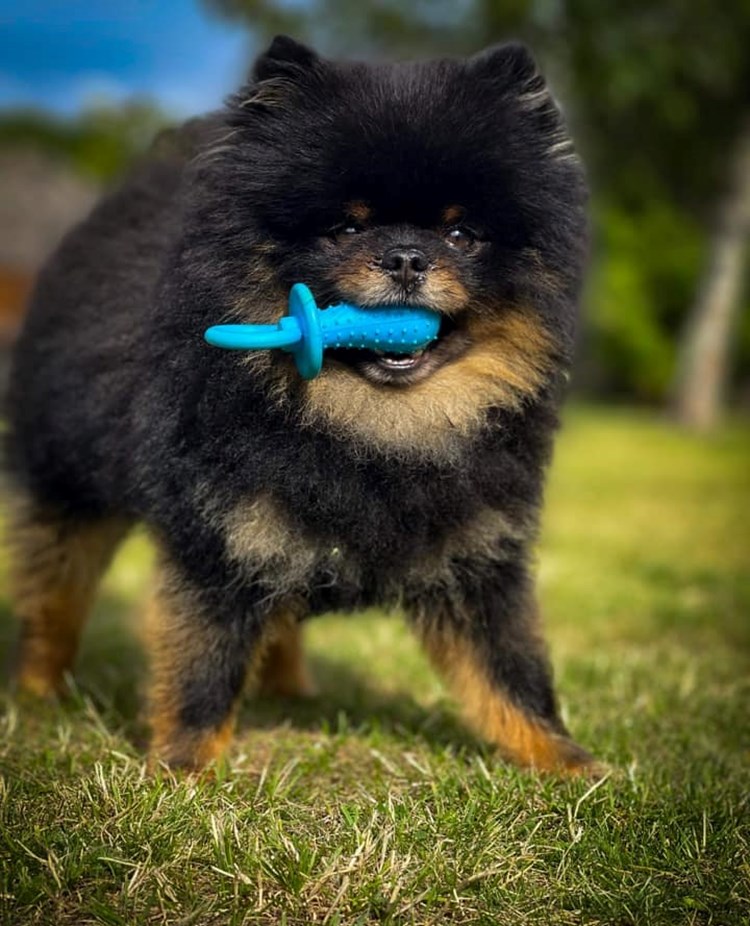 Liten hund med blå leksaksnapp i munnen