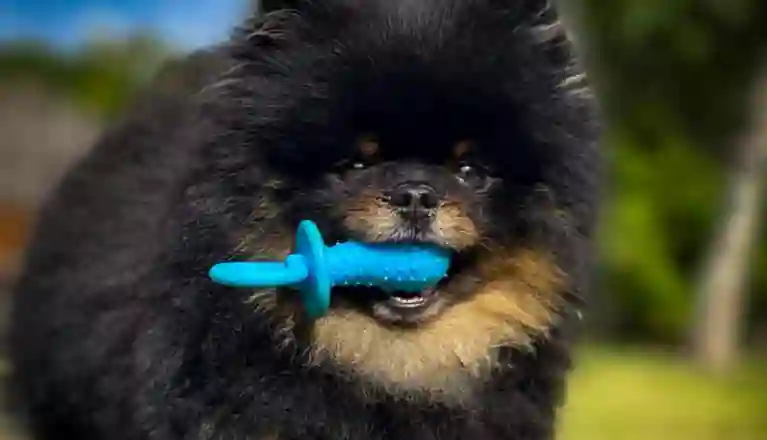 Liten hund med blå leksaksnapp i munnen