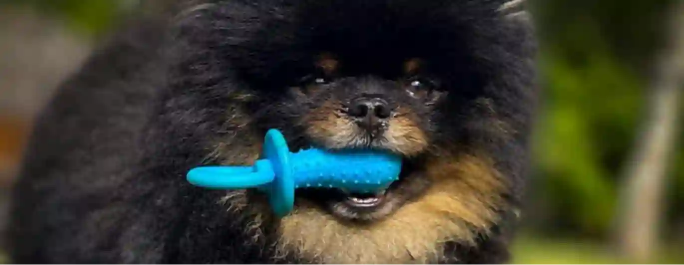 Liten hund med blå leksaksnapp i munnen