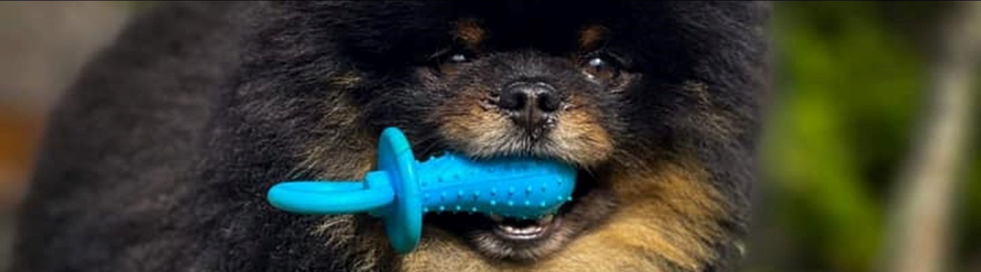 Liten hund med blå leksaksnapp i munnen