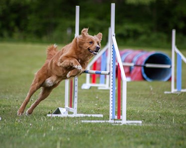 Agility