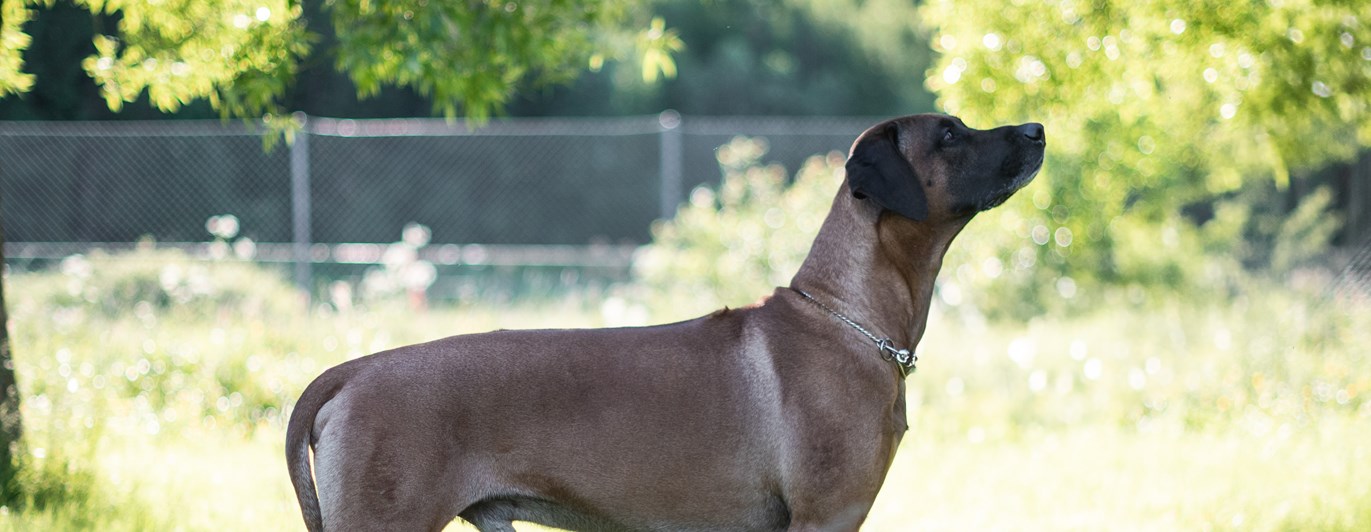 Samson, rhodesian ridgeback hane, poserar i profil.