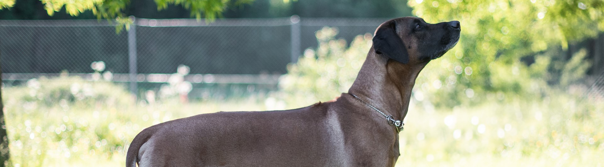 Samson, rhodesian ridgeback hane, poserar i profil.