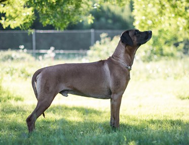 Samson, rhodesian ridgeback hane, poserar i profil.
