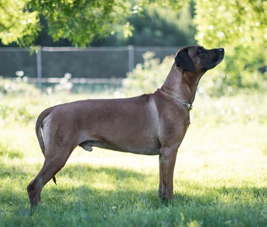 Samson, rhodesian ridgeback hane, poserar i profil.