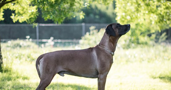 Samson, rhodesian ridgeback hane, poserar i profil.