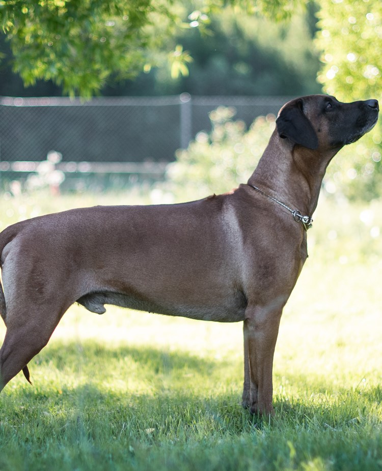 Samson, rhodesian ridgeback hane, poserar i profil.