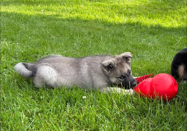 Gråhundsvalp med stor röd kong