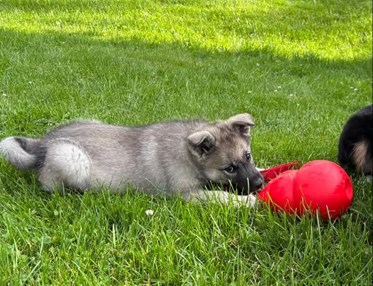 Gråhundsvalp med stor röd kong