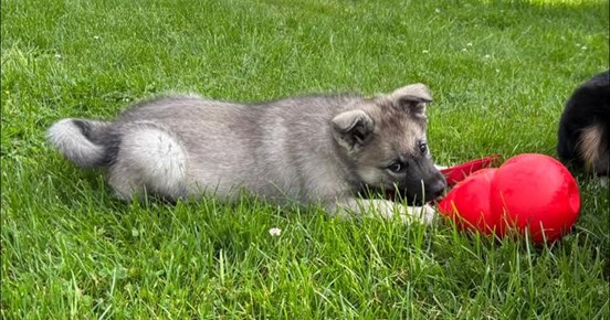Gråhundsvalp med stor röd kong