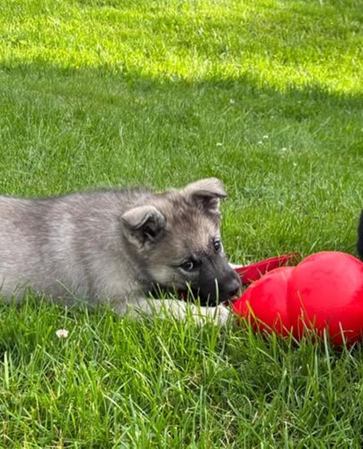 Gråhundsvalp med stor röd kong
