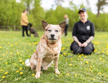 Australian cattledog som tittar in i kameran med sin matte i bakgrunden