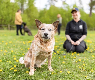 Australian cattledog som tittar in i kameran med sin matte i bakgrunden