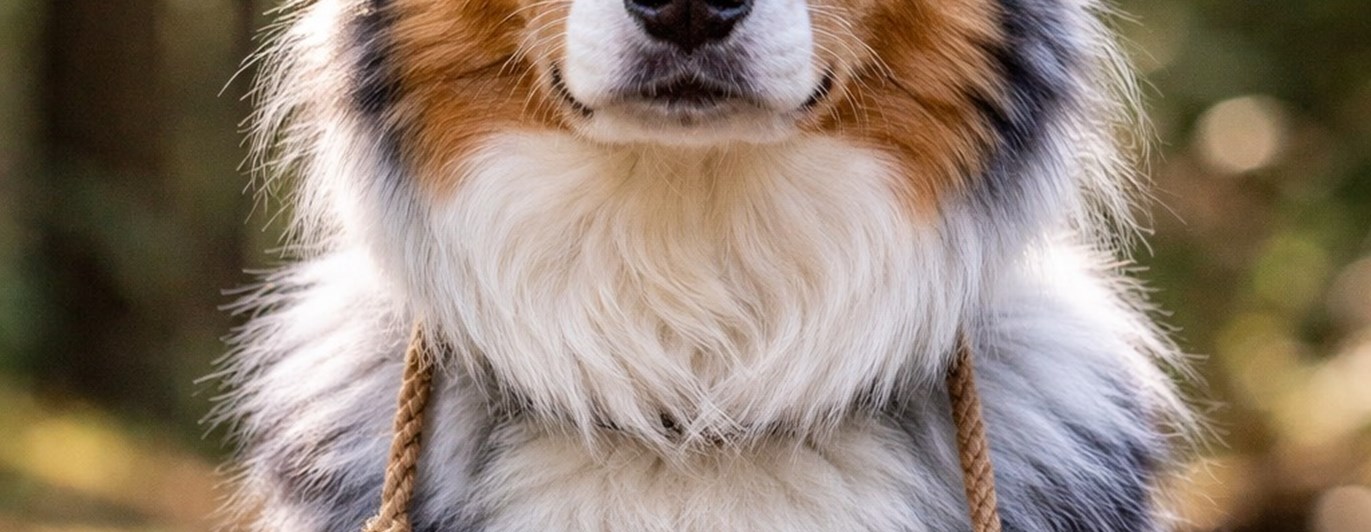 En aussie sitter med en skylt Nyheter runt halsen