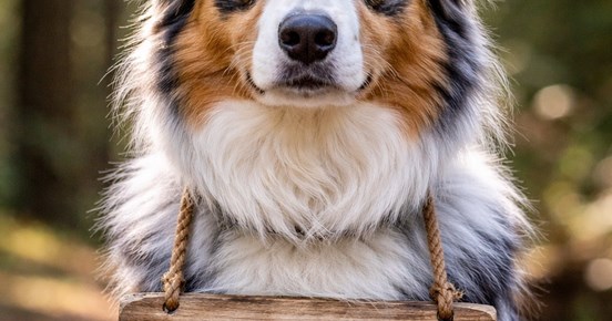 En aussie sitter med en skylt Nyheter runt halsen