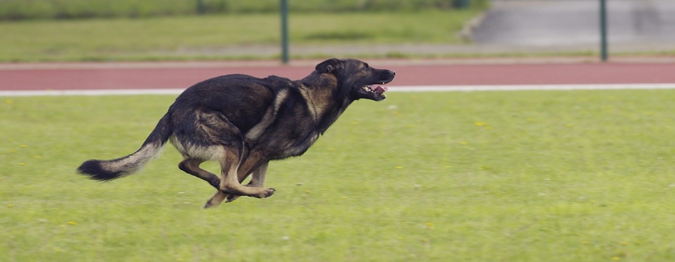 Schäfer som springer på inkallning