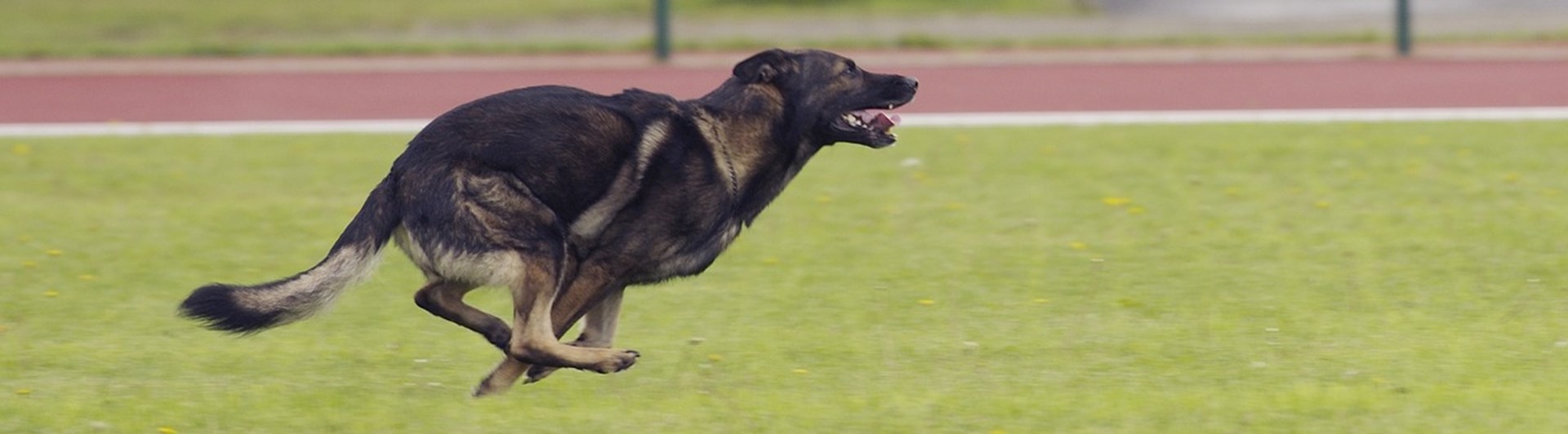 Schäfer som springer på inkallning