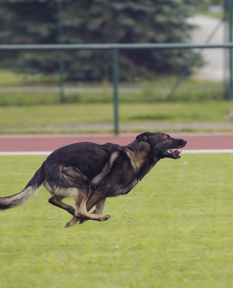 Schäfer som springer på inkallning