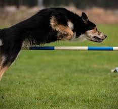 Svart hund i agilitybana