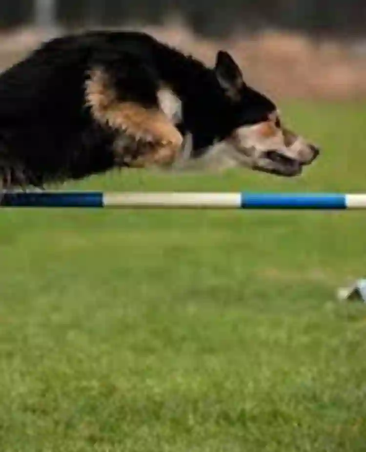 Svart hund i agilitybana
