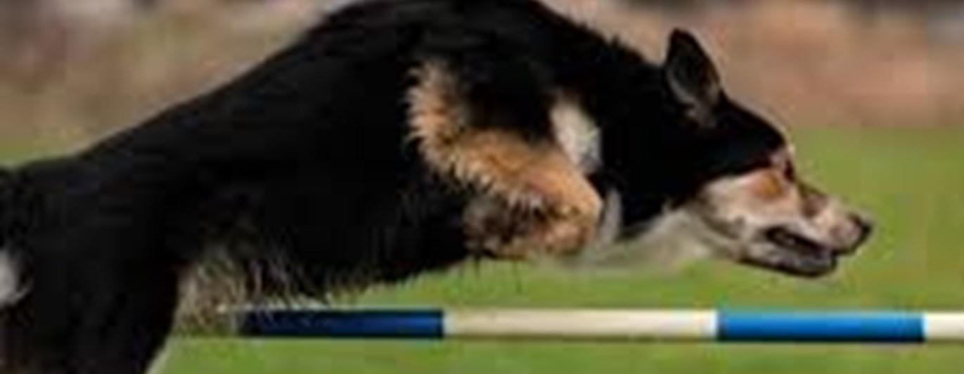 Svart hund i agilitybana