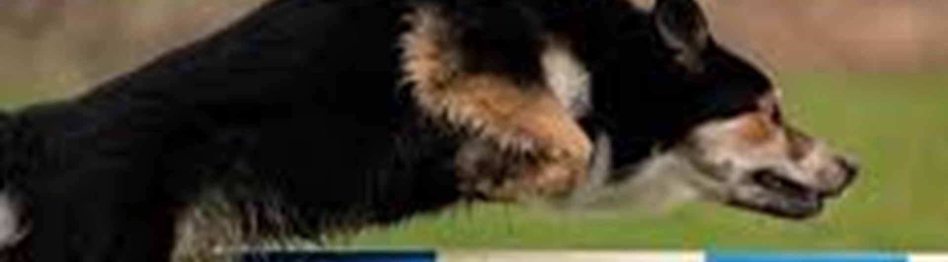 Svart hund i agilitybana